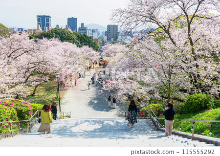 people walk downhill at cherry blossom tunnel, Nishi park, Fukuoka people walk downhill at cherry blossom tunnel, Nishi park, Fukuoka 115555292