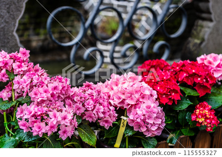 Hydrangeas (hydrangeas) along the Nakajima River and Meganebashi Bridge (Nagasaki City) Hydrangeas (hydrangeas) along the Nakajima River and Meganebashi Bridge (Nagasaki City) 115555327