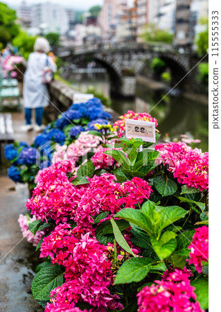Hydrangeas (hydrangeas) along the Nakajima River and Meganebashi Bridge (Nagasaki City) 115555333