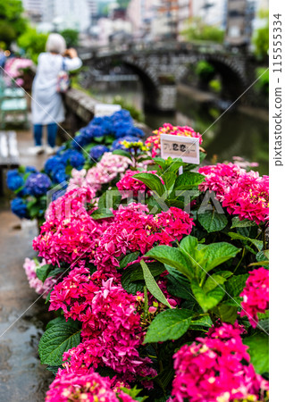 Hydrangeas (hydrangeas) along the Nakajima River and Meganebashi Bridge (Nagasaki City) 115555334