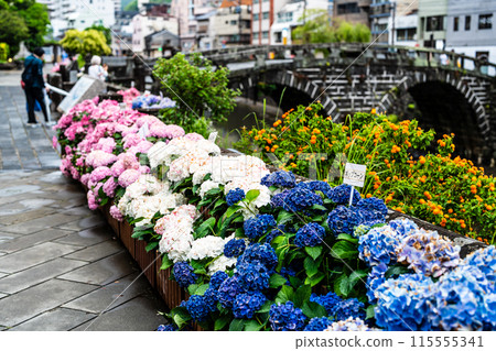 Hydrangeas (hydrangeas) along the Nakajima River and Meganebashi Bridge (Nagasaki City) 115555341