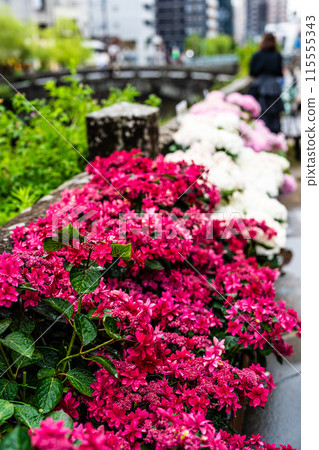 Hydrangeas (hydrangeas) along the Nakajima River and Meganebashi Bridge (Nagasaki City) 115555343