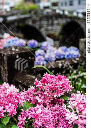 Hydrangeas (hydrangeas) along the Nakajima River and Meganebashi Bridge (Nagasaki City) 115555344