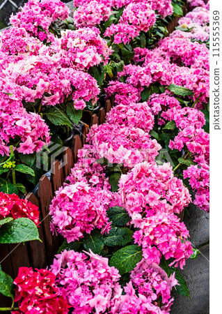 Hydrangeas (hydrangeas) along the Nakajima River and Meganebashi Bridge (Nagasaki City) Hydrangeas (hydrangeas) along the Nakajima River and Meganebashi Bridge (Nagasaki City) 115555369