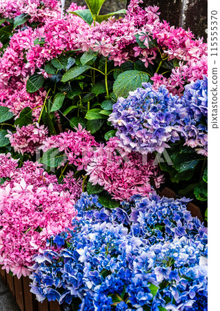 Hydrangeas (hydrangeas) along the Nakajima River and Meganebashi Bridge (Nagasaki City) Hydrangeas (hydrangeas) along the Nakajima River and Meganebashi Bridge (Nagasaki City) 115555370