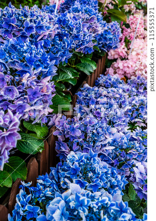 Hydrangeas (hydrangeas) along the Nakajima River and Meganebashi Bridge (Nagasaki City) Hydrangeas (hydrangeas) along the Nakajima River and Meganebashi Bridge (Nagasaki City) 115555371