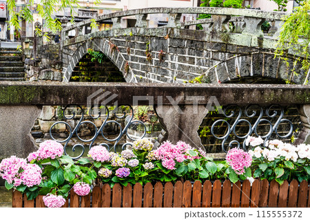 Hydrangeas (hydrangeas) along the Nakajima River and Meganebashi Bridge (Nagasaki City) Hydrangeas (hydrangeas) along the Nakajima River and Meganebashi Bridge (Nagasaki City) 115555372