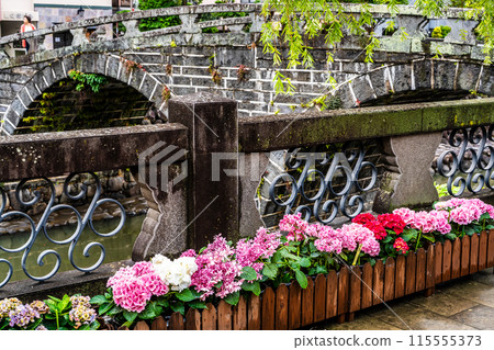 Hydrangeas (hydrangeas) along the Nakajima River and Meganebashi Bridge (Nagasaki City) Hydrangeas (hydrangeas) along the Nakajima River and Meganebashi Bridge (Nagasaki City) 115555373