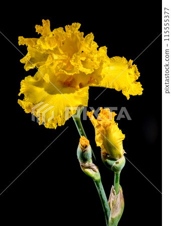 Blooming yellow iris on a black background 115555377