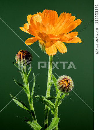 Orange Calendula officinalis on a green background Orange Calendula officinalis on a green background 115555381