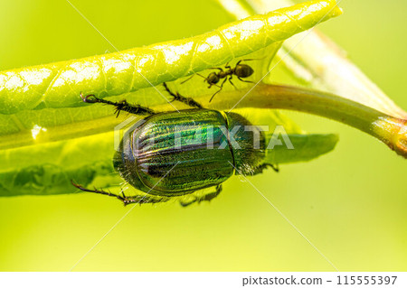 A scarab beetle and an ant I met on the grass A scarab beetle and an ant I met on the grass 115555397