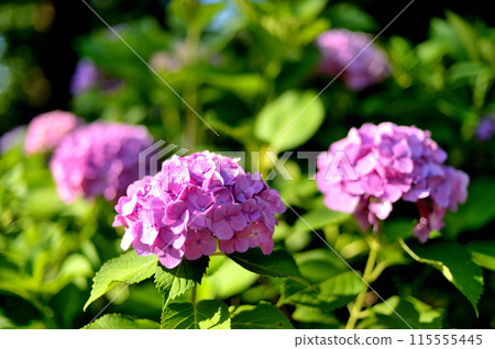Yoyogi Park Hydrangea in the rainy season Yoyogi Park Hydrangea in the rainy season 115555445