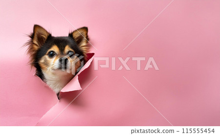 Pink paper background and a dog (Chihuahua) popping out from it 115555454