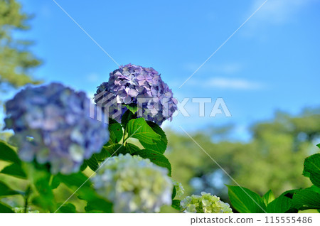 Yoyogi Park Hydrangea in the rainy season Yoyogi Park Hydrangea in the rainy season 115555486