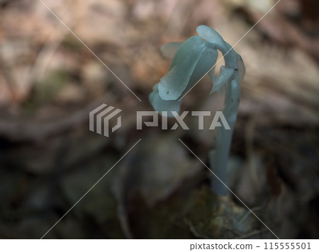 Silver dragon grass photographed in June 115555501