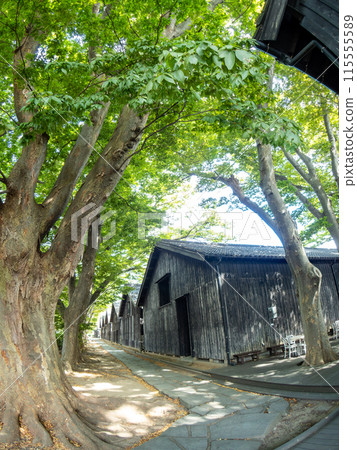 Beautiful Sakata City's Sankyo Warehouse and Zelkova Tree Line, a historical building, photographed with a diagonal fisheye lens in summer 115555589