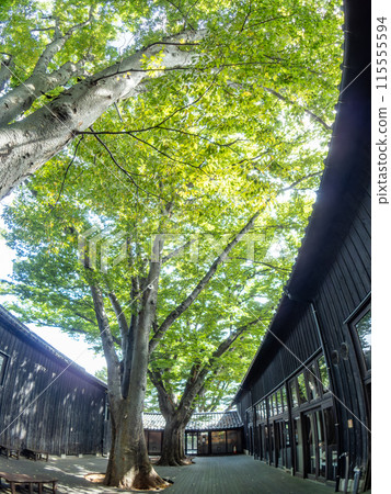 Beautiful Sakata City's Sankyo Warehouse and Zelkova Tree Line, a historical building, photographed with a diagonal fisheye lens in summer 115555594