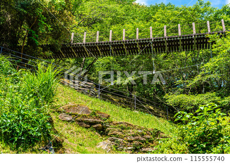 鮮綠的江東海中央公園、森林吊橋【長崎市】 115555740