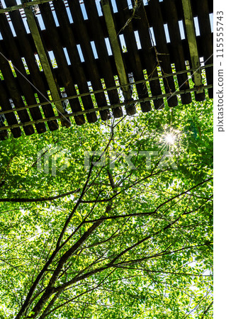 Kinkai Central Park with fresh greenery: Suspension bridge in the forest [Nagasaki City] 115555743