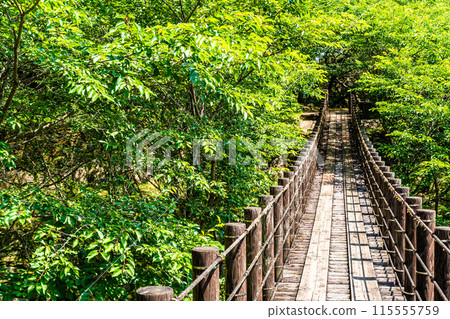 鮮綠的江東海中央公園、森林吊橋【長崎市】 115555759