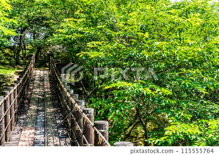 鮮綠的江東海中央公園、森林吊橋【長崎市】 鮮綠的江東海中央公園、森林吊橋【長崎市】 115555764