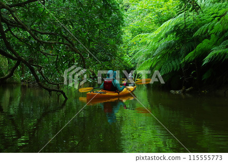 Kayaking on a river reflecting greenery on Iriomote Island, Okinawa Prefecture 115555773