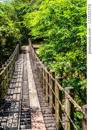 鮮綠的江東海中央公園、森林吊橋【長崎市】 鮮綠的江東海中央公園、森林吊橋【長崎市】 115555774