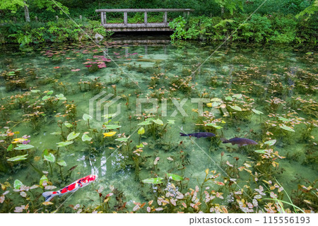 Nameless Pond (also known as Monet's Pond) (Itadori, Seki City, Gifu Prefecture) 115556193