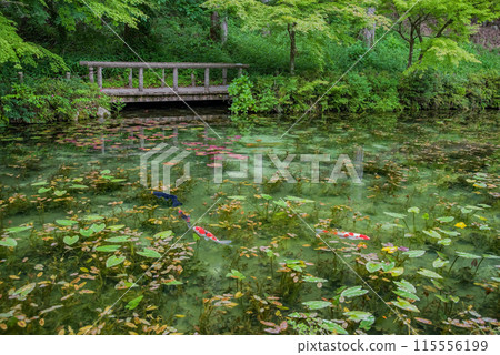 Nameless Pond (also known as Monet's Pond) (Itadori, Seki City, Gifu Prefecture) Nameless Pond (also known as Monet's Pond) (Itadori, Seki City, Gifu Prefecture) 115556199