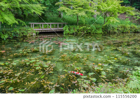 Nameless Pond (also known as Monet's Pond) (Itadori, Seki City, Gifu Prefecture) 115556200