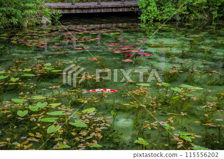 Nameless Pond (also known as Monet's Pond) (Itadori, Seki City, Gifu Prefecture) 115556202