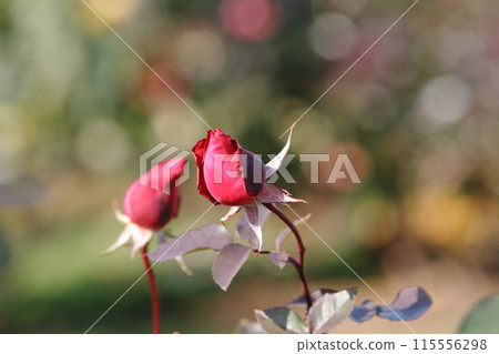 Arao City Ominous Citizen Flower Bed Rose Flower, Arao City Ominous Citizen Flower Bed Rose Flower, 115556298