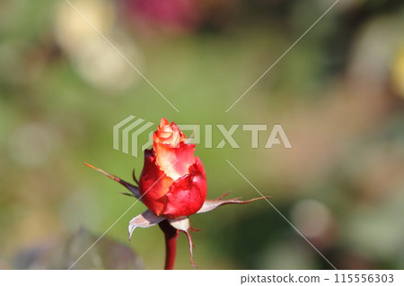 荒尾市少女公民花壇玫瑰花, 荒尾市少女公民花壇玫瑰花, 115556303