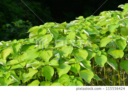 Ramie (ramie, ramie, ramie) Ramie (ramie, ramie, ramie) 115556424