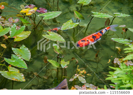 Nameless Pond (also known as Monet's Pond) (Itadori, Seki City, Gifu Prefecture) 115556609