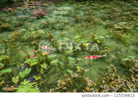 無名池(通稱莫內池)(岐阜縣關市板取) 無名池(通稱莫內池)(岐阜縣關市板取) 115556613