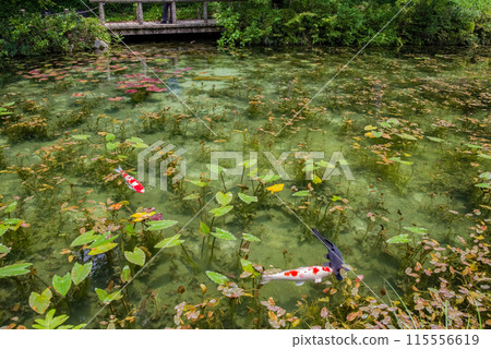 無名池(通稱莫內池)(岐阜縣關市板取) 無名池(通稱莫內池)(岐阜縣關市板取) 115556619