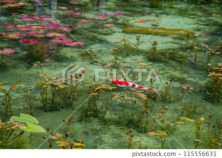 Nameless Pond (also known as Monet's Pond) (Itadori, Seki City, Gifu Prefecture) Nameless Pond (also known as Monet's Pond) (Itadori, Seki City, Gifu Prefecture) 115556631