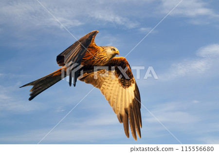 Portrait of a red kite in flight against blue sky 115556680