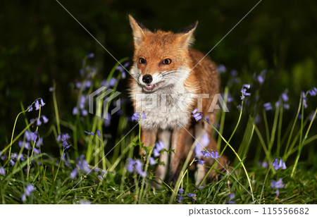 Portrait of a red fox amongst bluebells in spring Portrait of a red fox amongst bluebells in spring 115556682