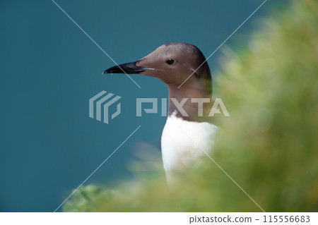 Portrait of a common guillemot perched on a cliff edge 115556683