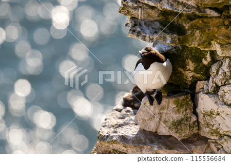 Portrait of a Razorbill perched on a cliff against bokeh background Portrait of a Razorbill perched on a cliff against bokeh background 115556684