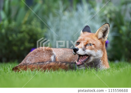 Portrait of a red fox lying on green grass in a garden Portrait of a red fox lying on green grass in a garden 115556688