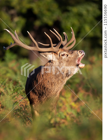 Portrait of a red deer stag calling during the rut in autumn Portrait of a red deer stag calling during the rut in autumn 115556690