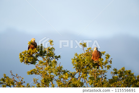 Close-up of a two red kites perched in a tree 115556691