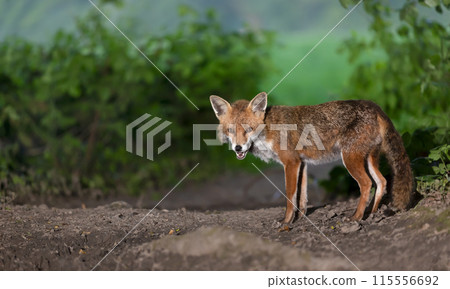 Portrait of a red fox cub standing in a forest 115556692