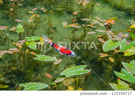 Nameless Pond (also known as Monet's Pond) (Itadori, Seki City, Gifu Prefecture) 115556717