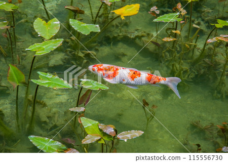 無名池（通稱莫內池）（岐阜縣關市板取） 115556730