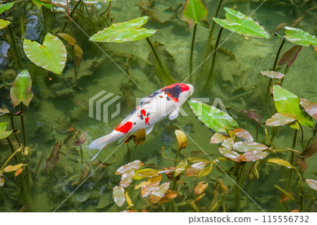 無名池（通稱莫內池）（岐阜縣關市板取） 115556732