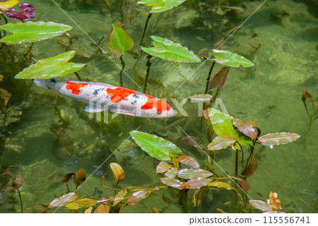 Nameless Pond (also known as Monet's Pond) (Itadori, Seki City, Gifu Prefecture) Nameless Pond (also known as Monet's Pond) (Itadori, Seki City, Gifu Prefecture) 115556741